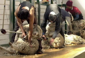 Esquilando ovejas